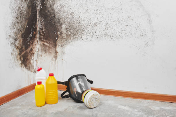 Best Fast Mold Removal  in Pleasant Hills, MD