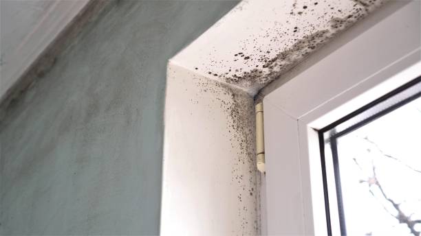 Best Mold Removal and Inspection  in Pleasant Hills, MD