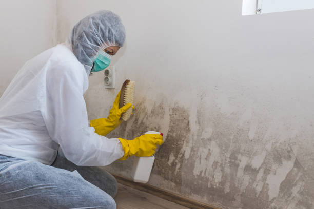 Best Attic Mold Removal  in Pleasant Hills, MD