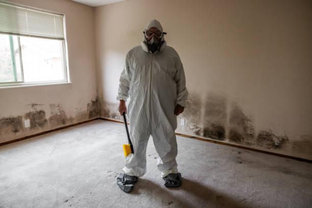 Best Mold Damage Repair  in Pleasant Hills, MD