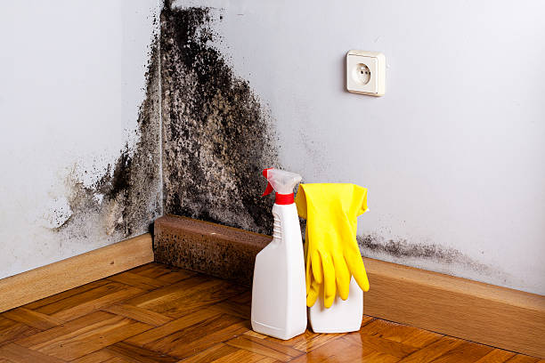 Best Home Mold Removal  in Pleasant Hills, MD