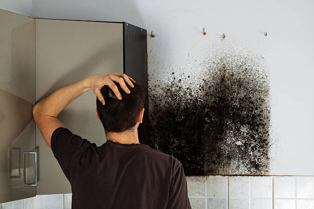 Reliable Pleasant Hills, MD Mold Removal Solutions