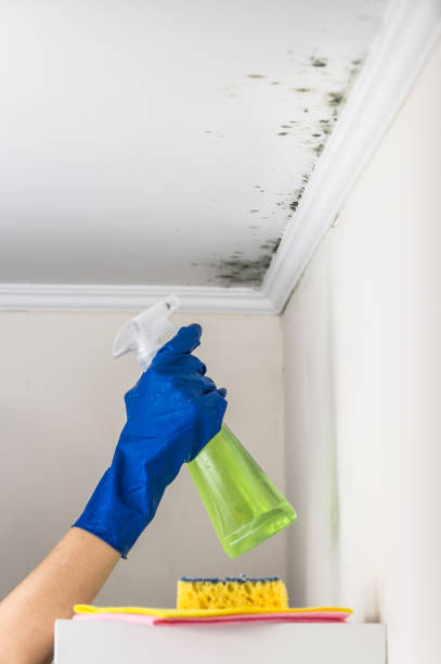 Best Residential Mold Removal  in Pleasant Hills, MD